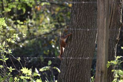 Squirrel on tree trunk