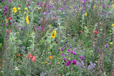 Close-up of poppies blooming in field