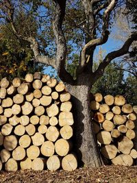 Stack of logs on tree trunk