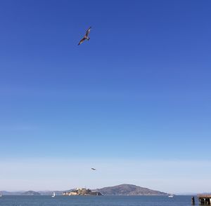 Seagulls flying over sea against clear sky