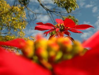Close-up of red flower against sky