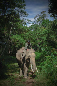 Man sitting on elephant in forest