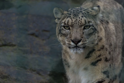 Close-up portrait of a tiger