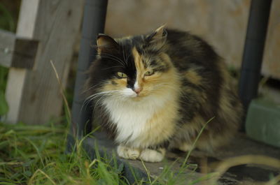 Close-up of cat relaxing on grass