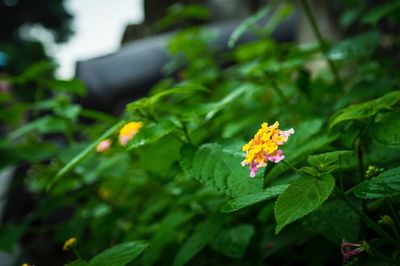 Close-up of yellow flower blooming outdoors
