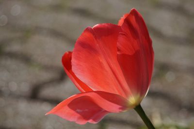 Close-up of red tulip