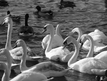 Swans swimming in lake