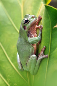 Close-up of frog on leaf