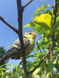 Close-up of bird perching on tree