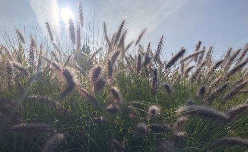 grass