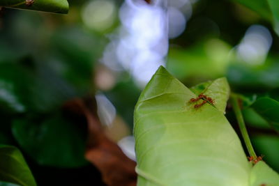 Close-up of insect on plant