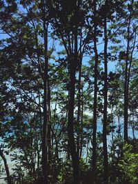 Low angle view of trees in forest