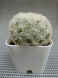 Close-up of succulent plant on table