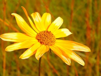 Close-up of yellow flower
