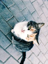 High angle view of cat walking on street