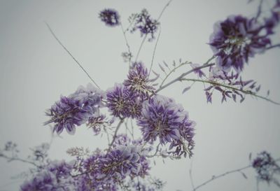 Close-up of purple flowers