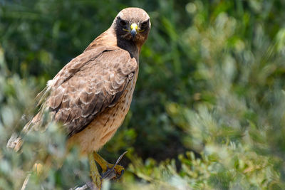 Close-up of bird perching on tree