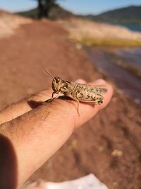 Close-up of insect on hand