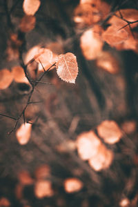 Autumn scene with orange leaves and blurred brown branches