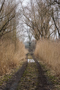 Road amidst trees against sky