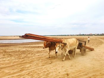 Ox cart at beach against sky