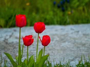 Close-up of red tulips in field