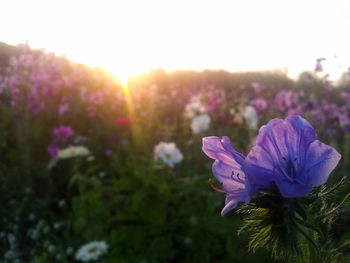 Close-up of purple flowers