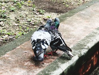 High angle view of bird on retaining wall