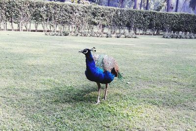 Bird on a field
