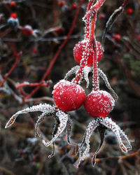 Close-up of red berries on tree
