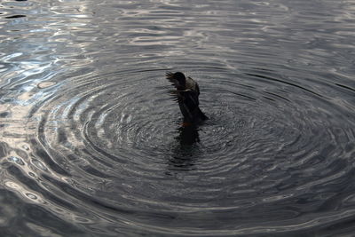 High angle view of duck swimming in lake