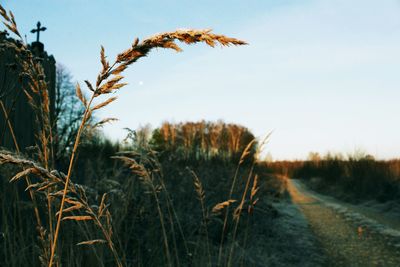 Close-up of crops growing on field against sky