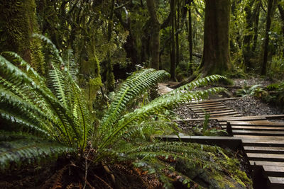 Palm trees in forest