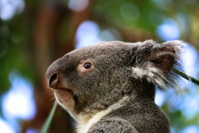 Close-up of a koala looking away