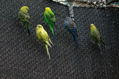 High angle view of parrot perching on leaf