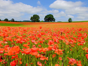 Scenic view of flowering plants on field against sky