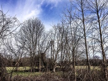 Bare trees on field