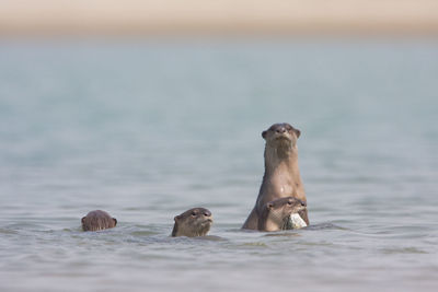 Group of horse in sea