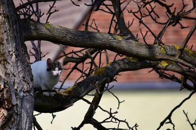 Close-up of bird perching on branch