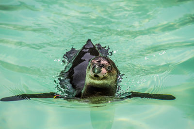 High angle view of dog swimming in pool