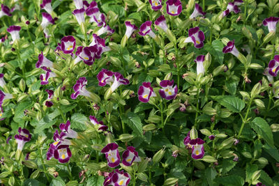 Close-up of flowers blooming outdoors