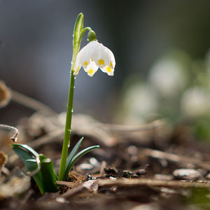 Close-up of white flowering plant