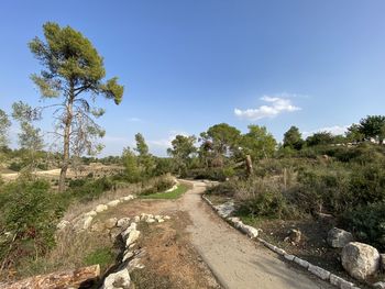 Road amidst trees against sky