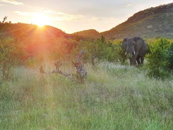 View of elephant on field during sunset