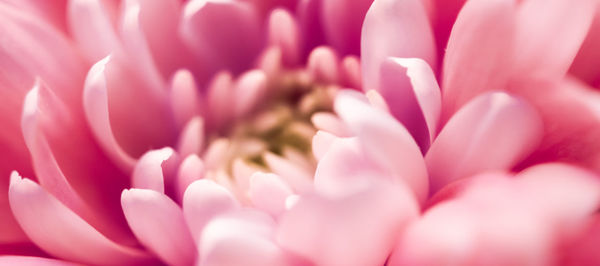 Full frame shot of pink flower