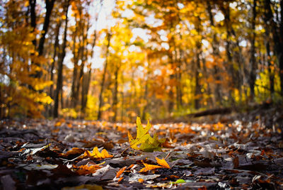 Autumn leaves on fallen tree