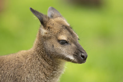 Close-up of a rabbit looking away