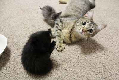 High angle view of tabby kitten