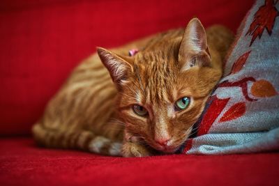 Close-up portrait of a cat