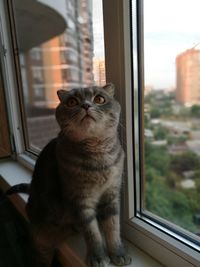 Portrait of cat on window sill